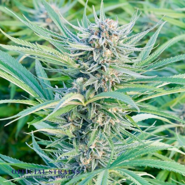 KDJ-21054-Lemon Hazeberry Feminized