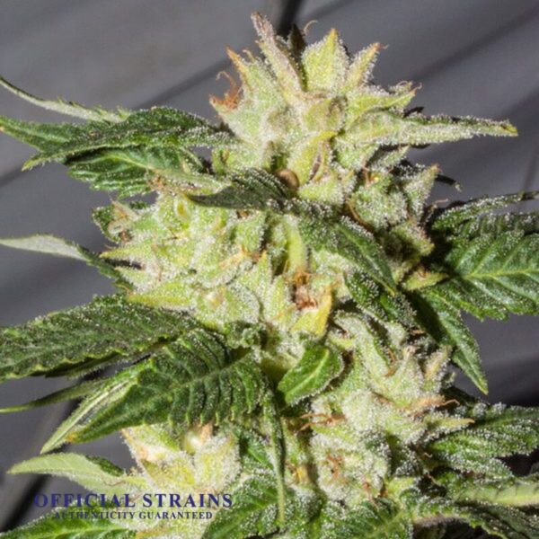 KDJ-21057-Lemon Ice Feminized