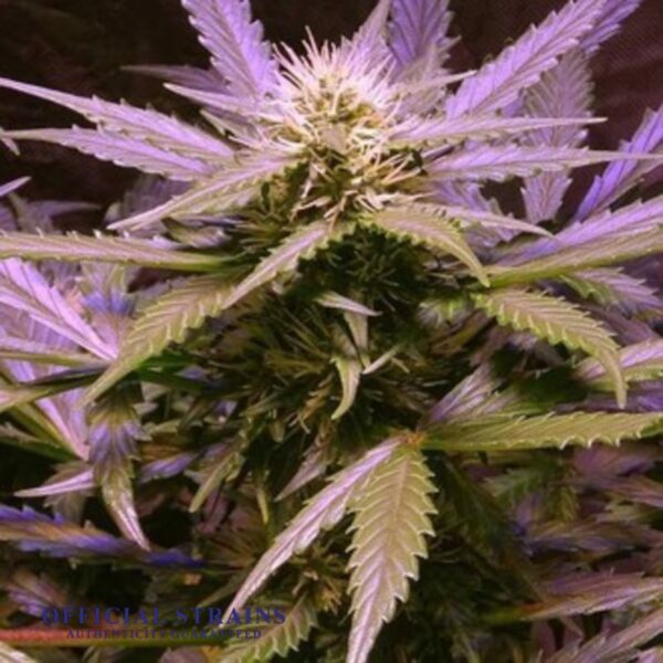 KDJ-20415-Lemon Kush Automatic Flowering