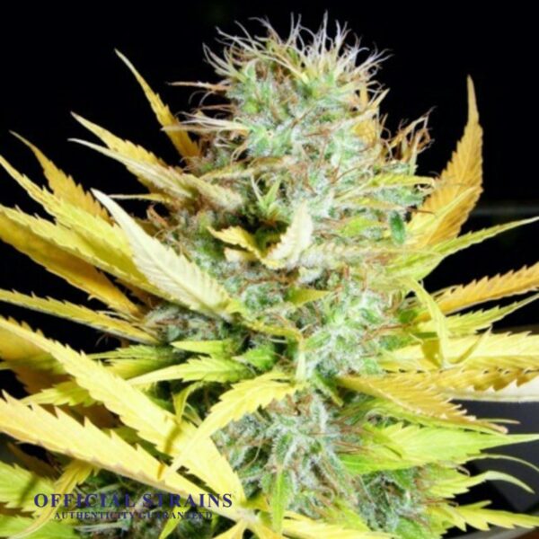 KDJ-20416-Lemon Kush Feminized