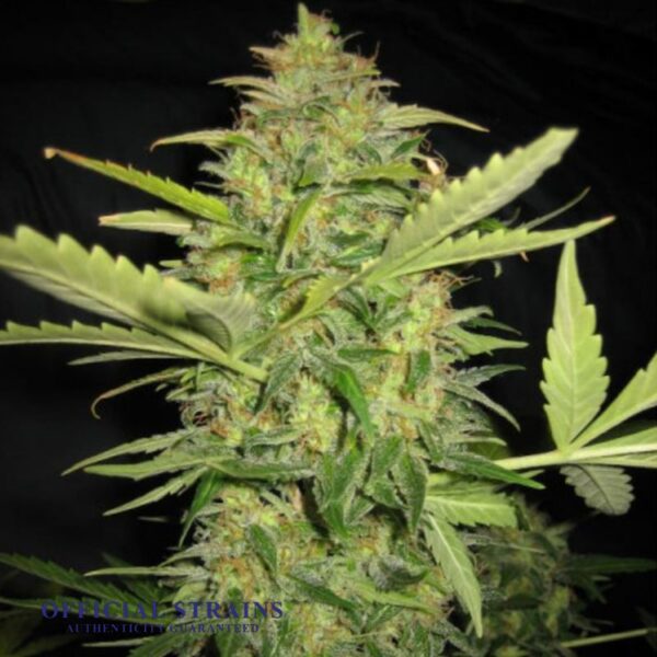 KDJ-20423-Lemon Skunk Automatic Flowering