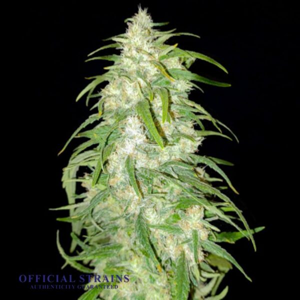 KDJ-21069-Lemonade Haze Feminized