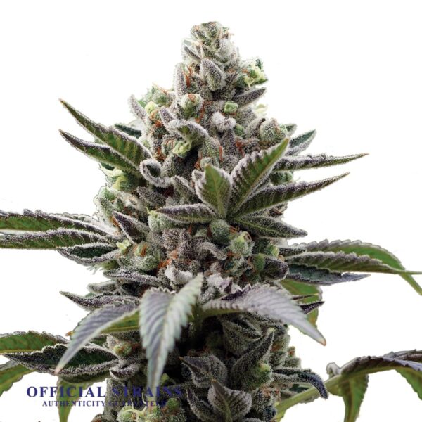 KDJ-20433-Lithium OG Kush Feminized