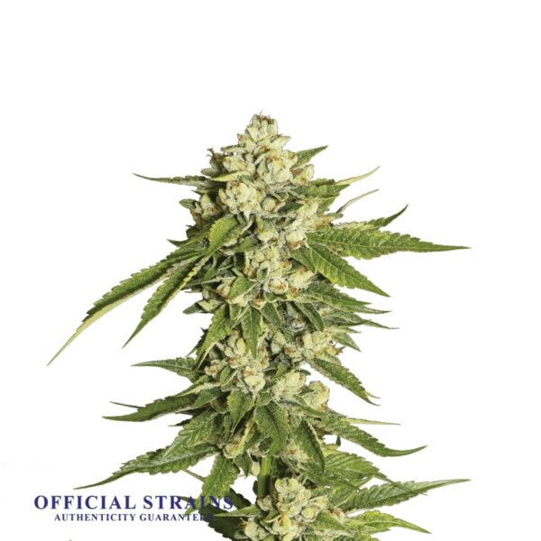 KDJ-20434-Lithium OG Kush Regular