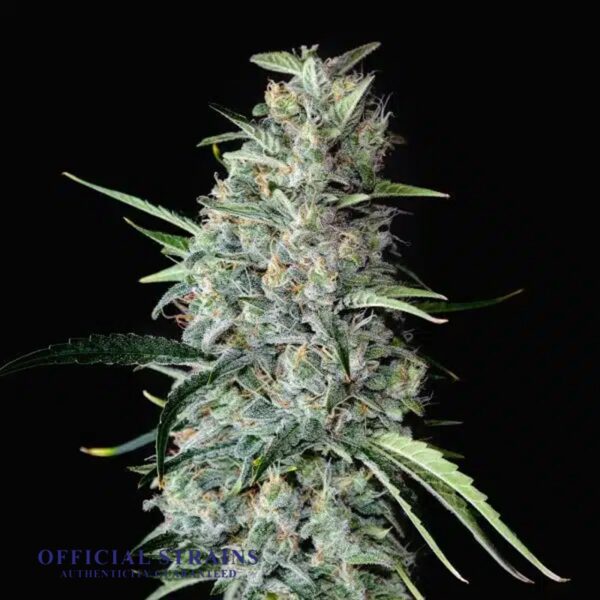 KDJ-21077-Mango Haze Automatic Flowering