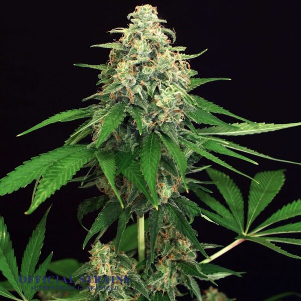 KDJ-21078-Mango Haze Feminized