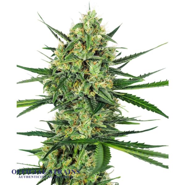 KDJ-21081-Mango Sunrise Feminized