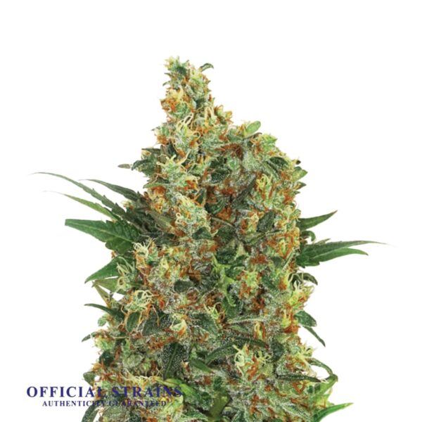 KDJ-20443-Master Kush Regular