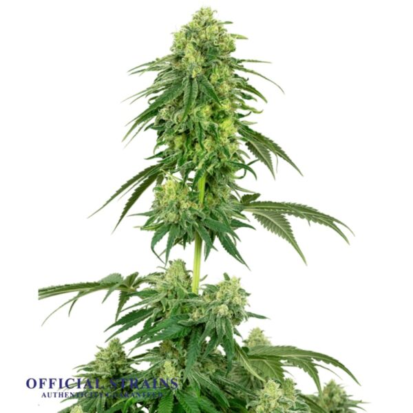 KDJ-20457-Medi Kush Automatic Flowering