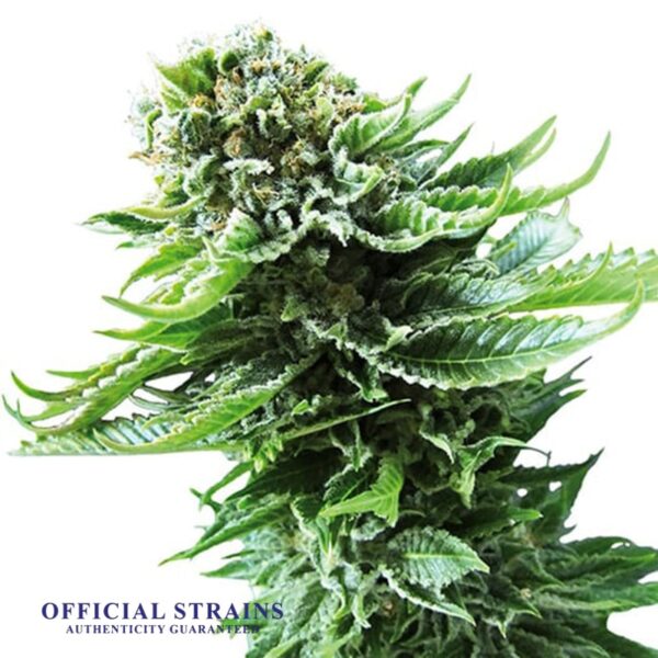 KDJ-20459-Mendo Breath Automatic Flowering