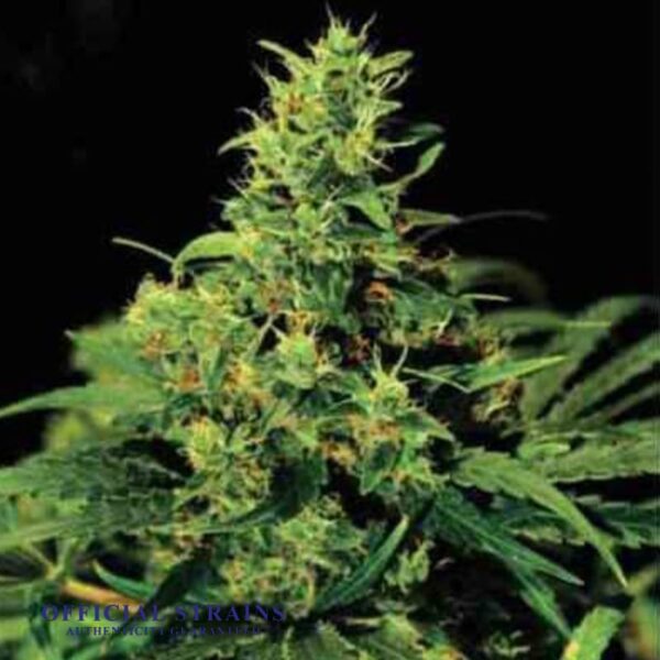 KDJ-20504-NYC Diesel Automatic Flowering