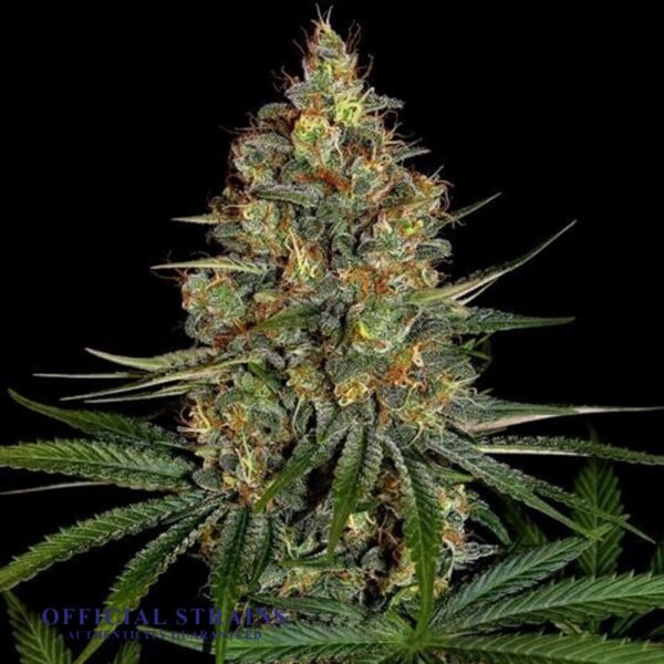 KDJ-20505-NYC Diesel Feminized