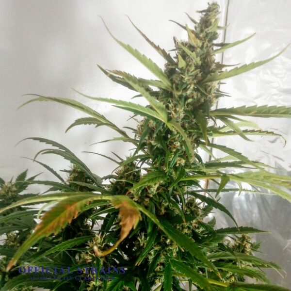 KDJ-20481-Nevilles Haze Automatic Flowering