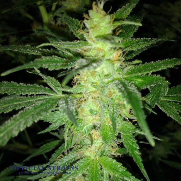 KDJ-20482-Nevilles Haze Feminized