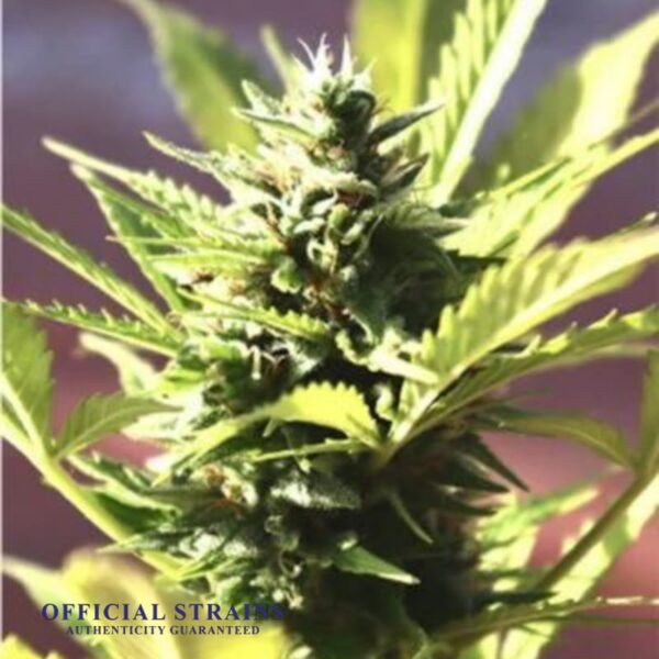 KDJ-20493-Night Terror OG Automatic Flowering