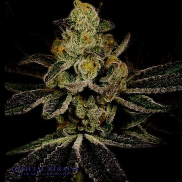 KDJ-21113-Nightfall OG Automatic Flowering