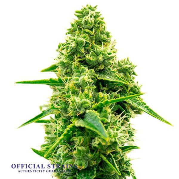 KDJ-21114-Nightfall OG Feminized