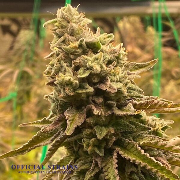 KDJ-20497-Northern Berry Feminized