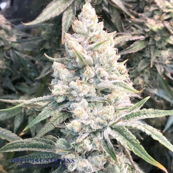 KDJ-21117-Northern Frost Feminized