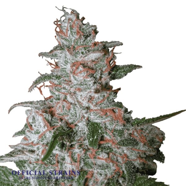 KDJ-20498-Northern Light Automatic Flowering