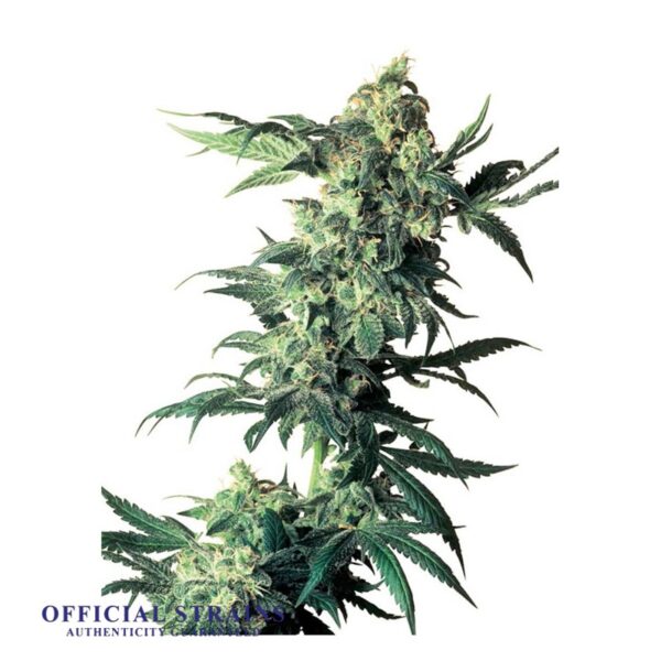 KDJ-21120-Northern Lights Kush Feminized