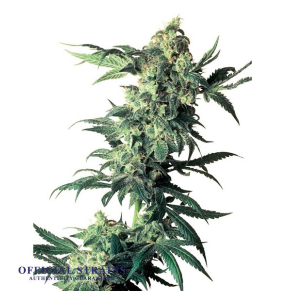 KDJ-21121-Northern Lights Kush Regular