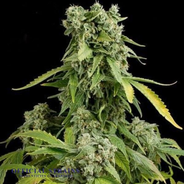 KDJ-20508-OG Cheese Automatic Flowering