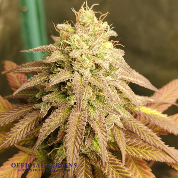 KDJ-20509-OG Cheese Feminized