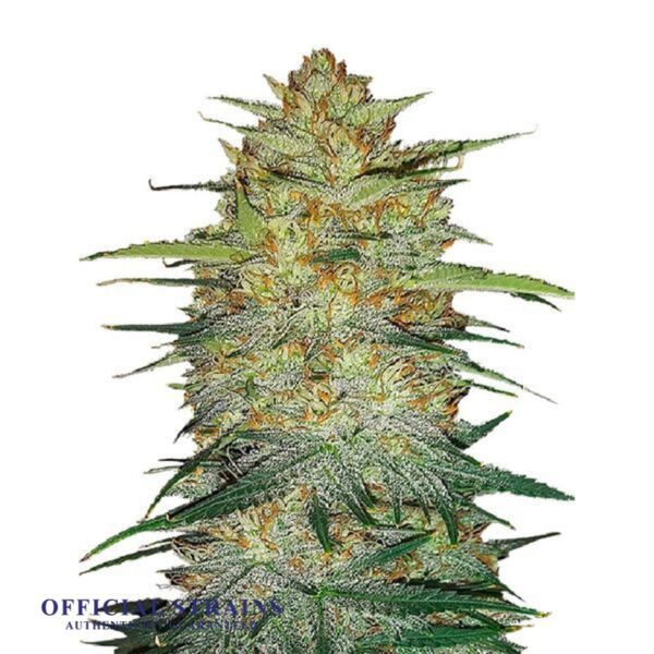 KDJ-20510-OG Kush Automatic Flowering