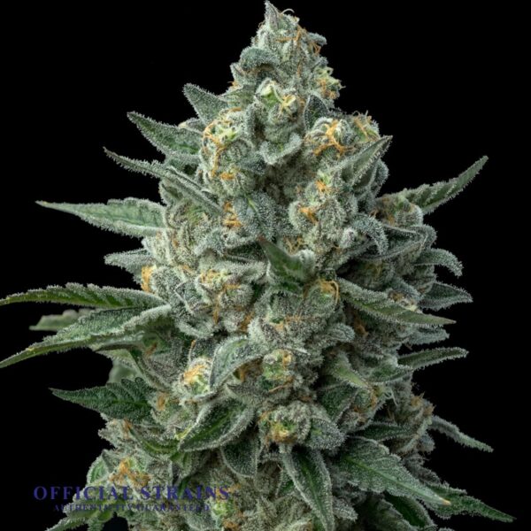 KDJ-20511-OG Kush Feminized