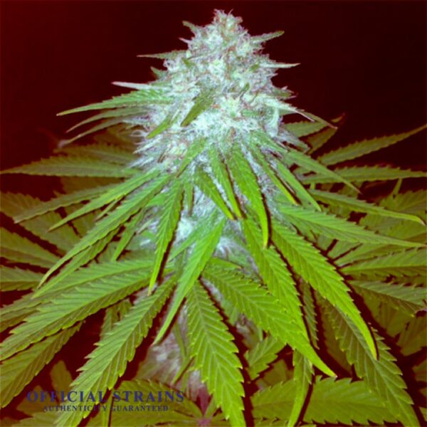 KDJ-20518-OG Shark Feminized