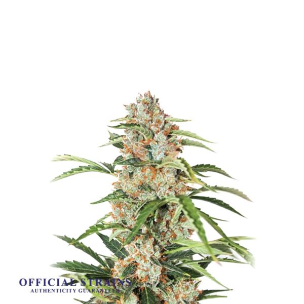 KDJ-20519-Orange Bud Automatic Flowering