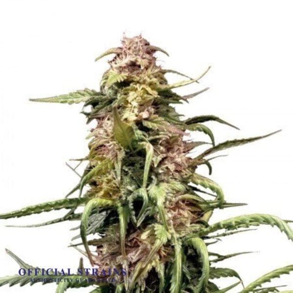 KDJ-20523-Orange Crush Automatic Flowering