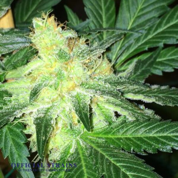 KDJ-20524-Orange Crush Feminized