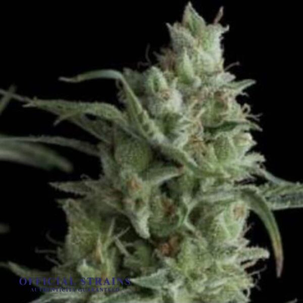 KDJ-20538-Paris OG Automatic Flowering