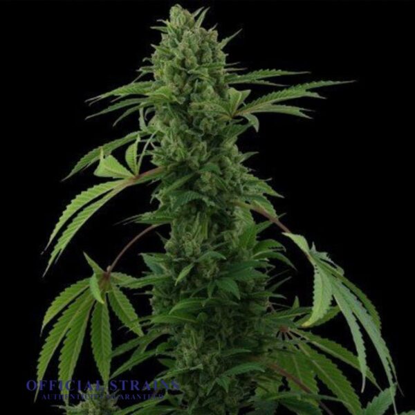 KDJ-20543-Pineapple Express Automatic Flowering