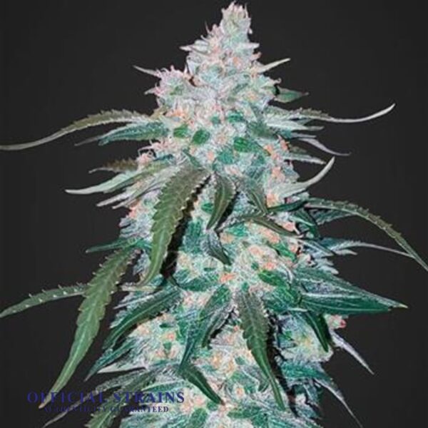 KDJ-20544-Pineapple Express Feminized