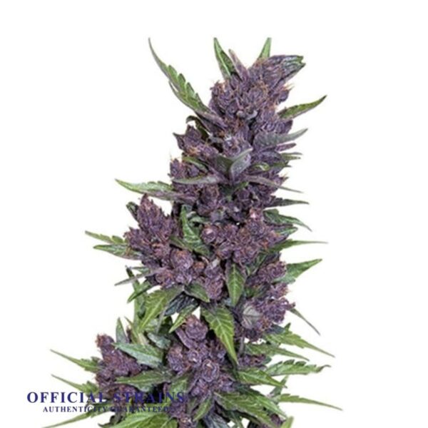 KDJ-20582-Purple Kush Regular