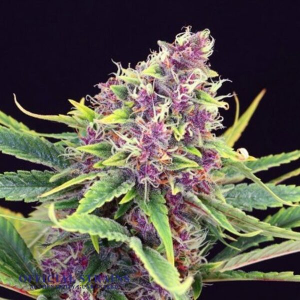 KDJ-20583-Purple Kush Automatic Flowering