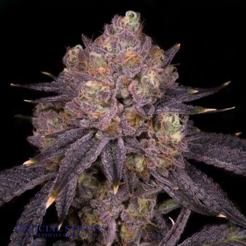 KDJ-21186-Purple Runtz Feminized