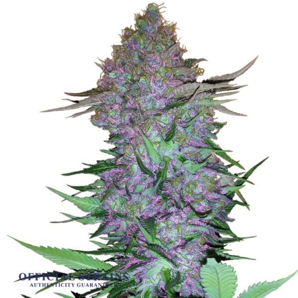 KDJ-20601-Purple Skunk Automatic Flowering