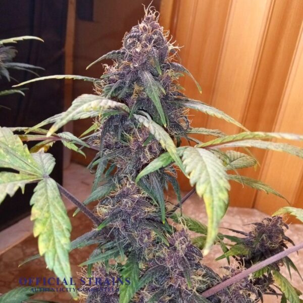 KDJ-20602-Purple Skunk Feminized