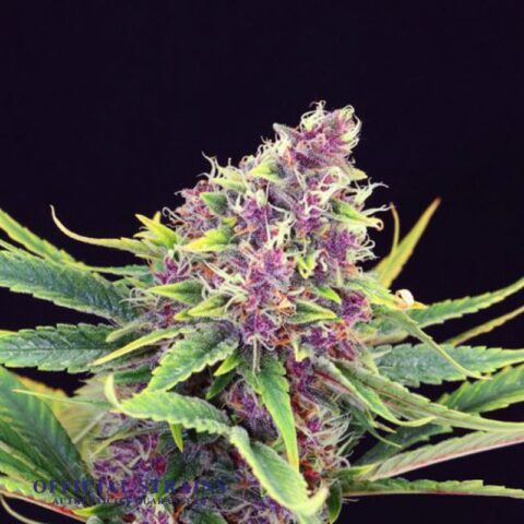 KDJ-20613-Purple Urkle Automatic Flowering