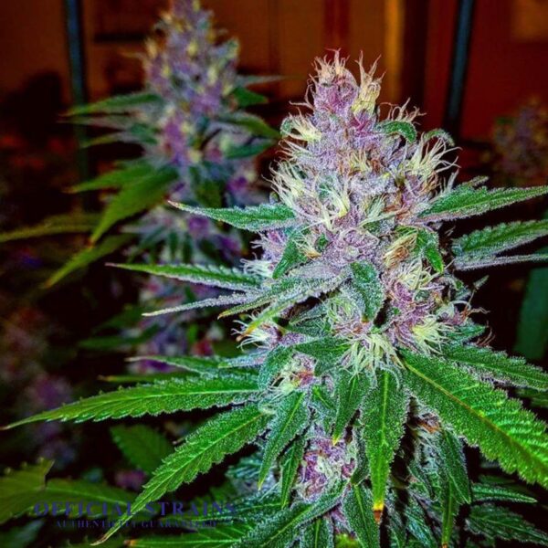 KDJ-20614-Purple Urkle Feminized