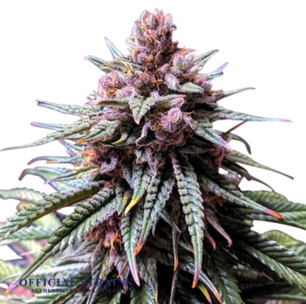 KDJ-20576-Purple haze Automatic Flowering