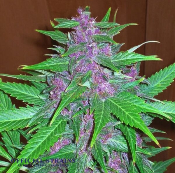 KDJ-20577-Purple haze Feminized