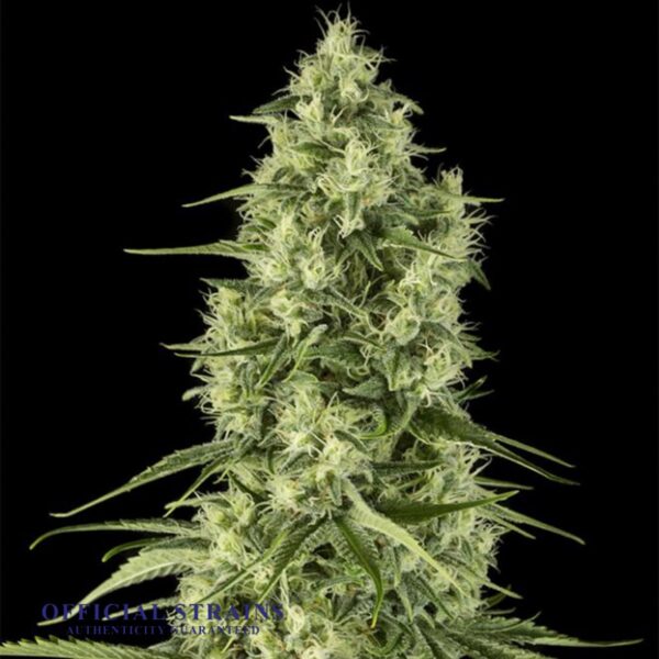 KDJ-20657-Santa Sativa Regular