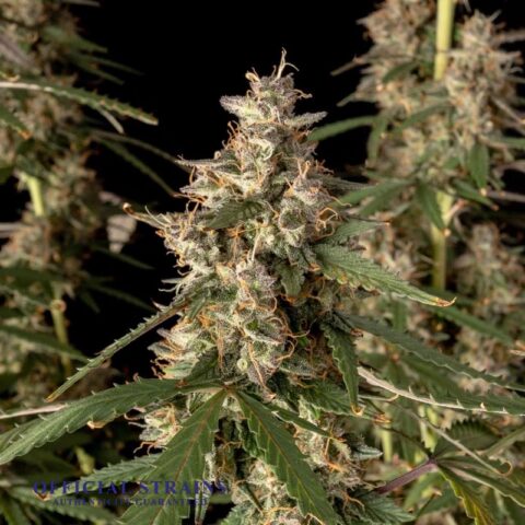 KDJ-20658-Santa Sativa Automatic Flowering