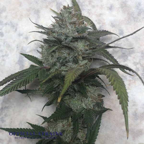 KDJ-20662-Sensi Skunk Feminized