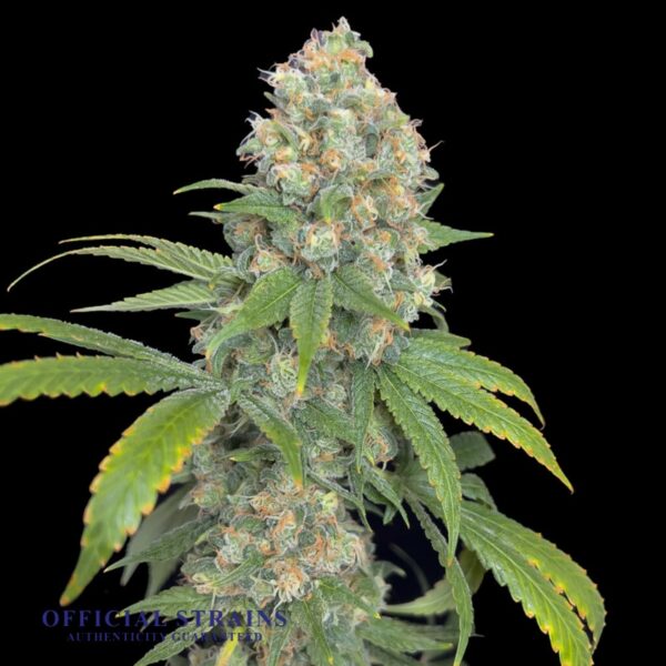 KDJ-20669-Sherbet Cookies Automatic Flowering